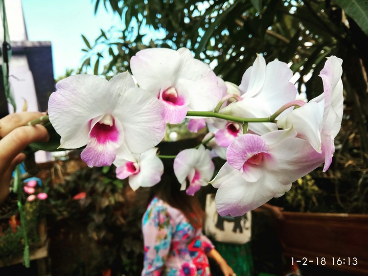 orchid