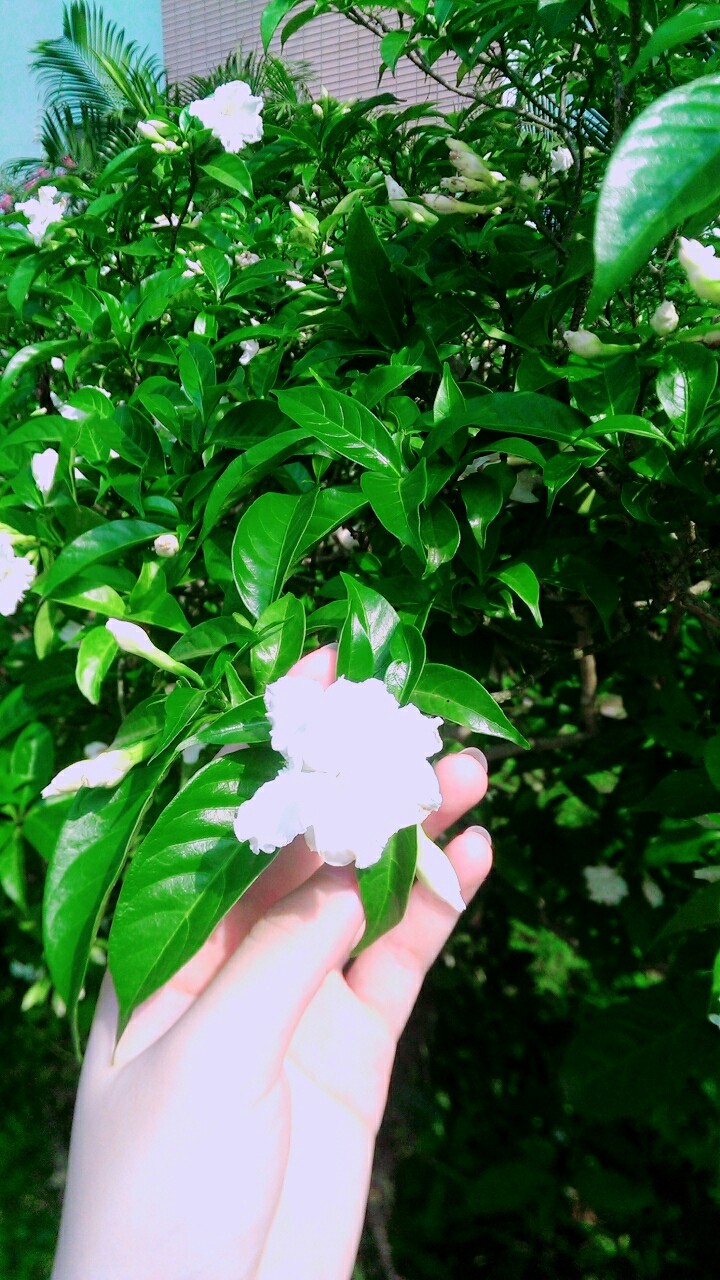 flowers