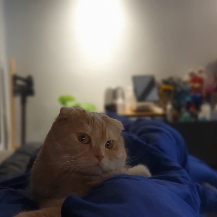 고양