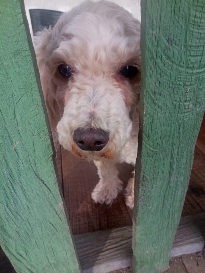 Dog