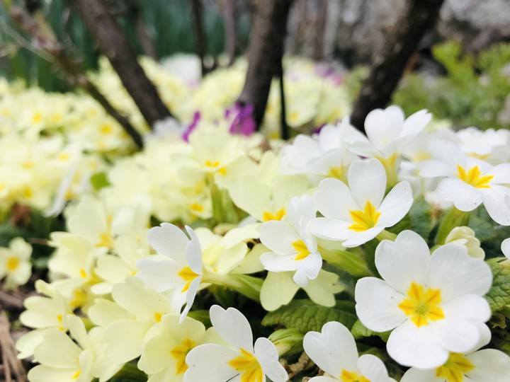spring2