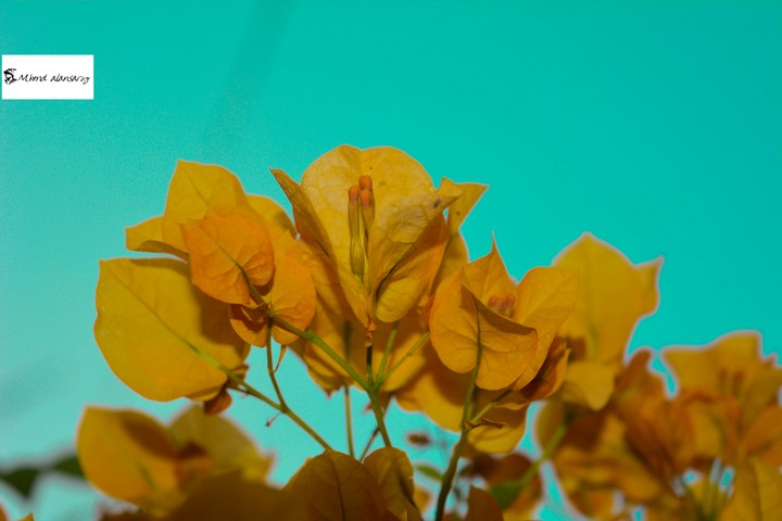 yellow flowers