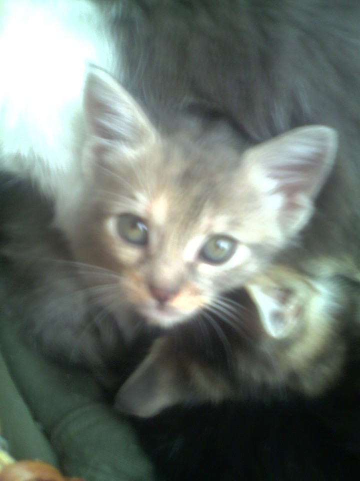 petit chat