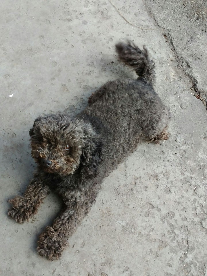 Торик