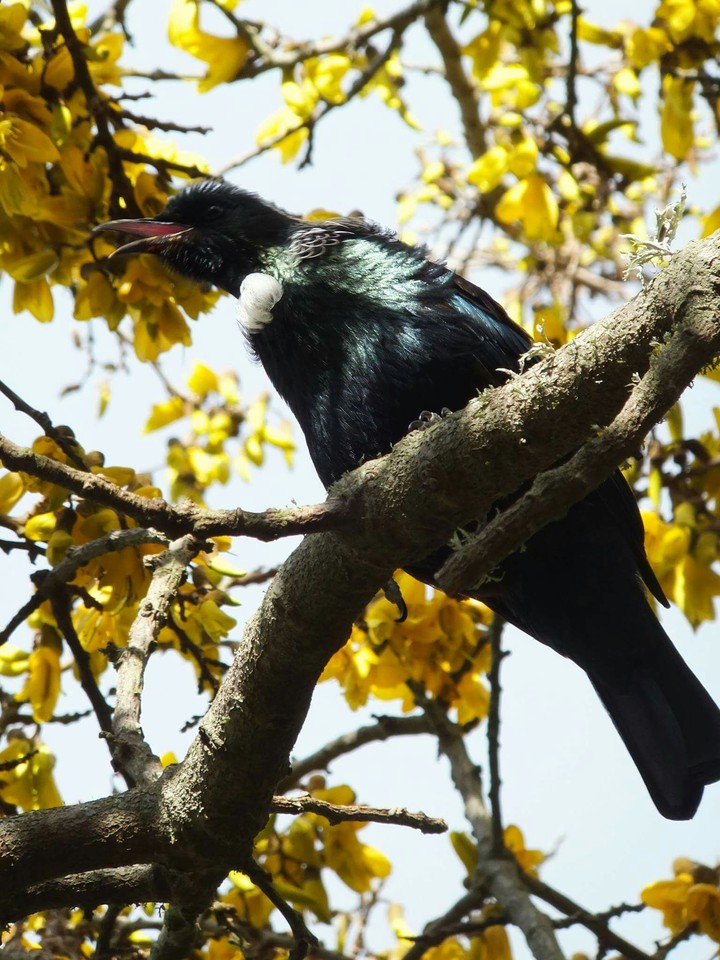 Tui singing