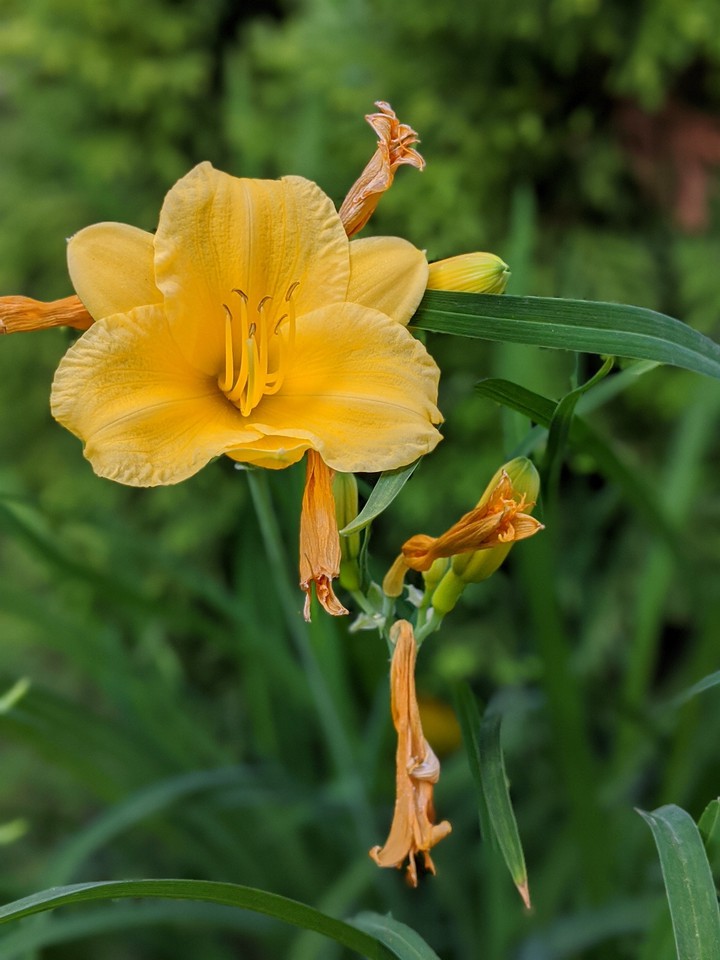 little flower