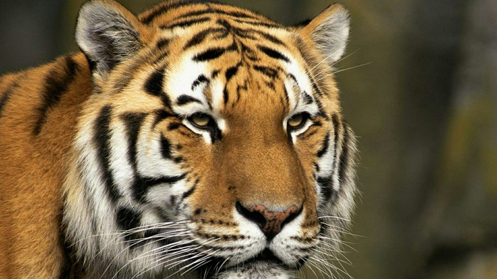 Tiger ?