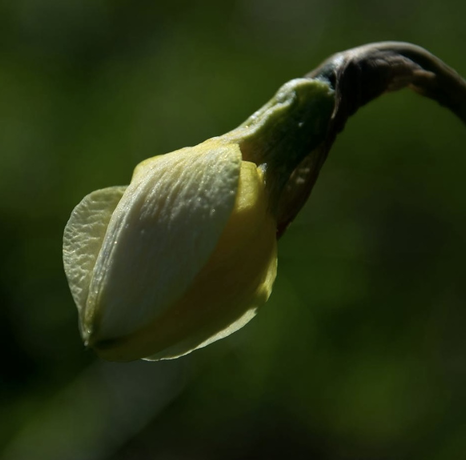 tapety petal, twig
