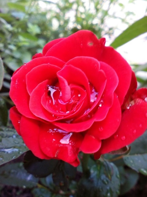 sfondi red, flower