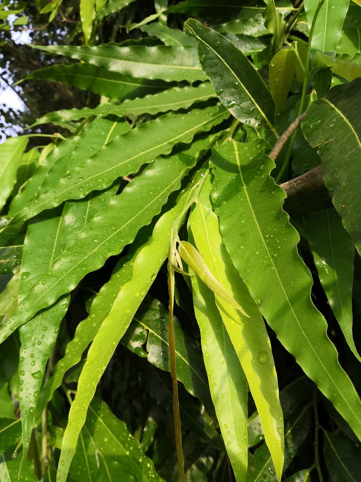 leaves