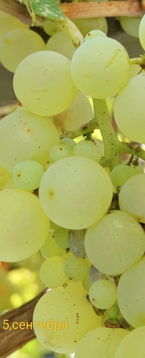 food, grape वॉलपेपर