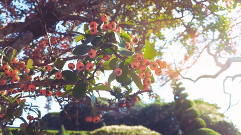 sunlight, branch वॉलपेपर