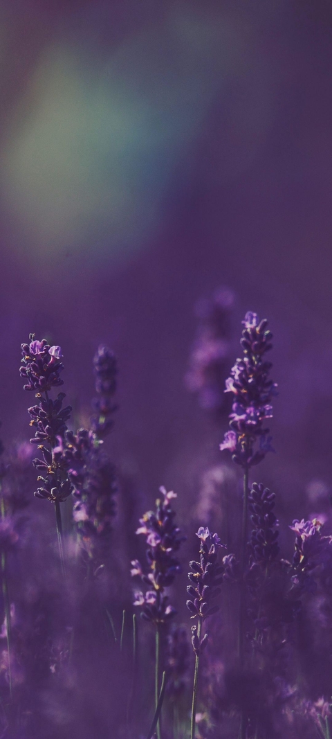 flower, purple wallpapers
