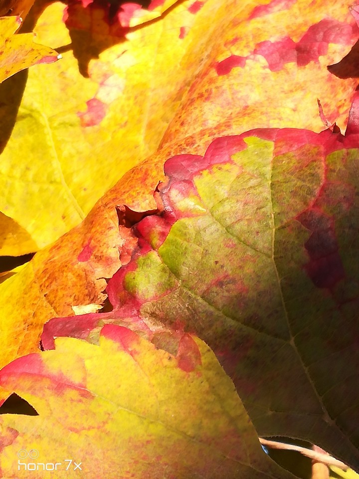 Autum
