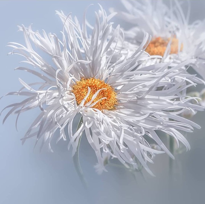 tousled daisy