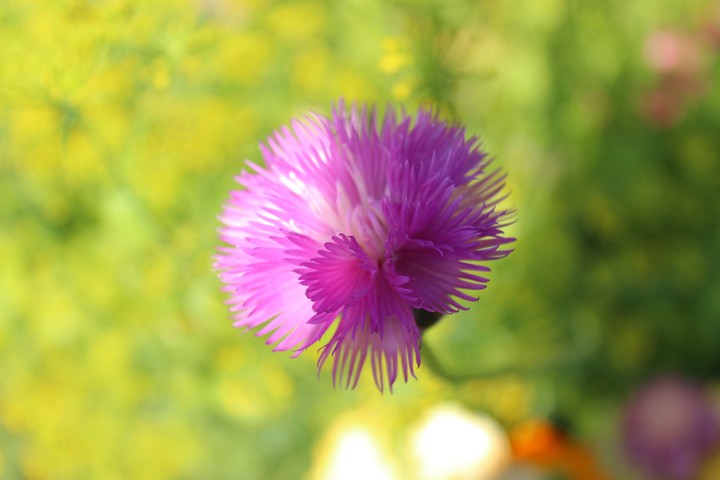 Lil garden flower