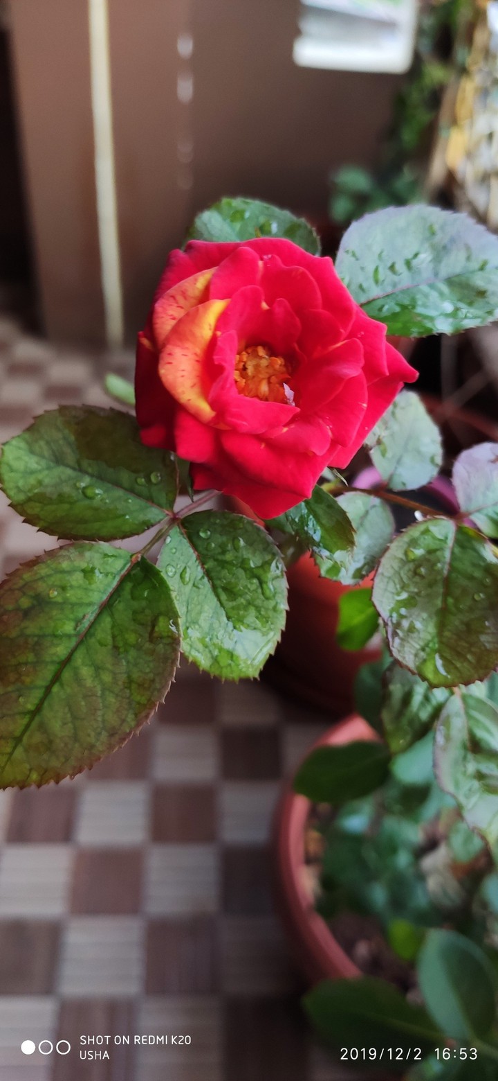 roses