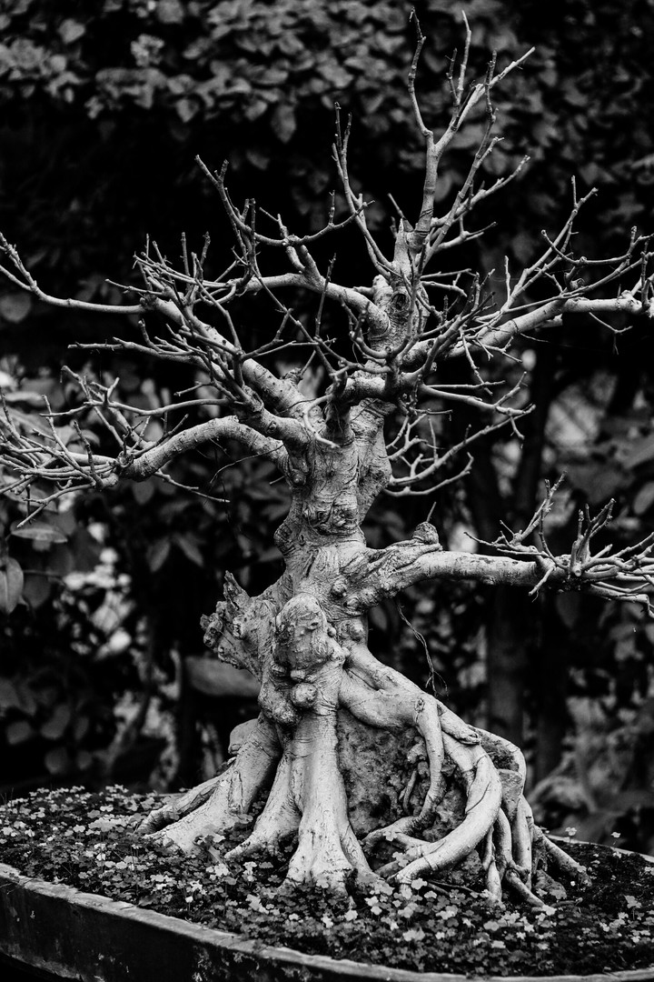 Bonsai