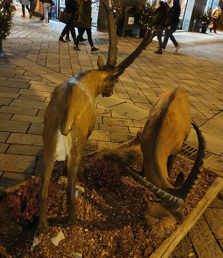 wild2