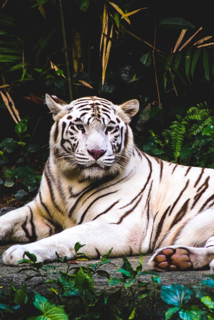 white tiger