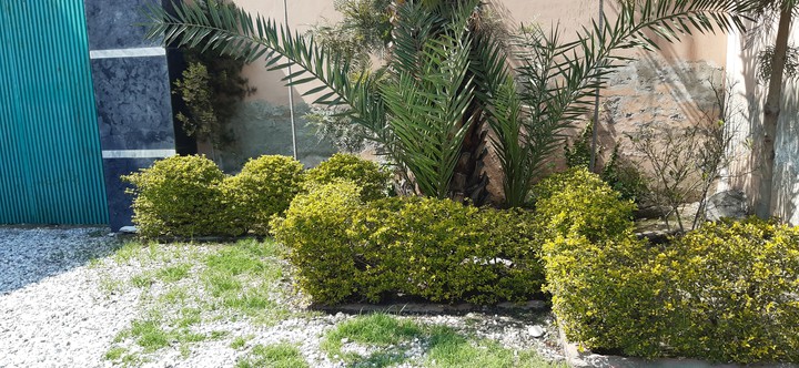 greeny nature