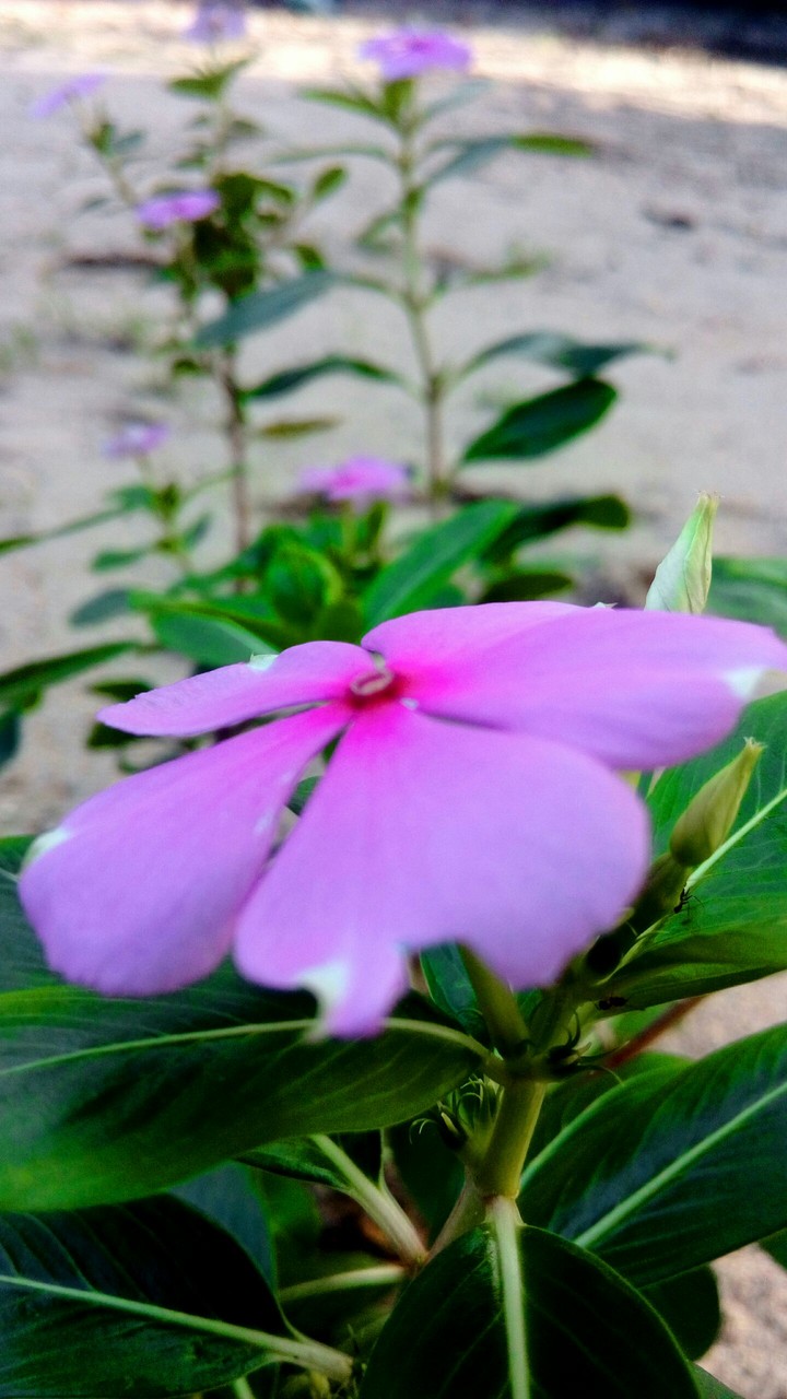 Flowers