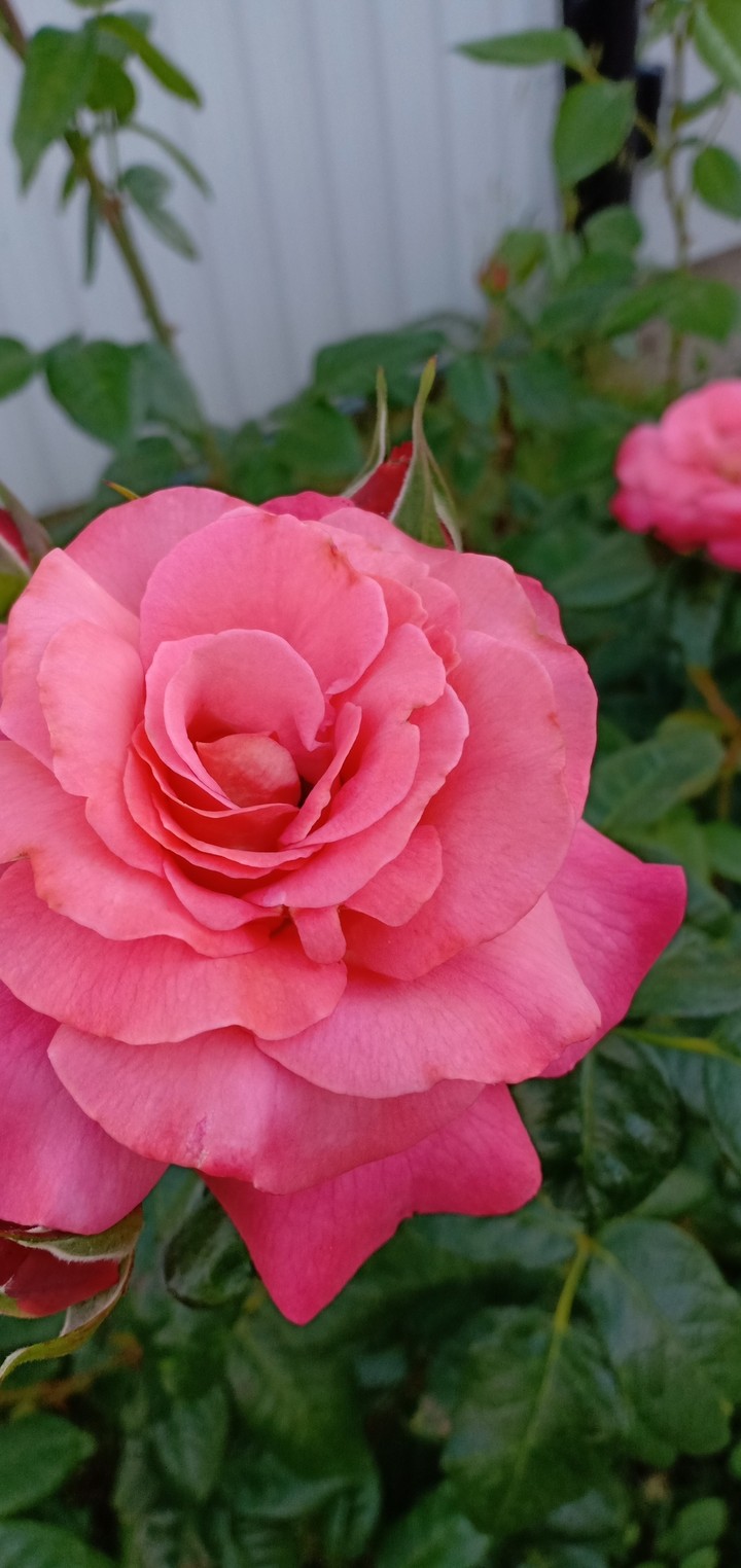 rose