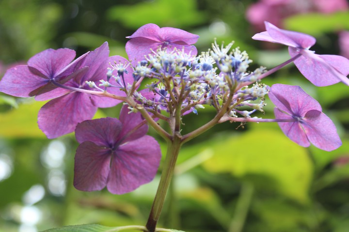 lavender lady