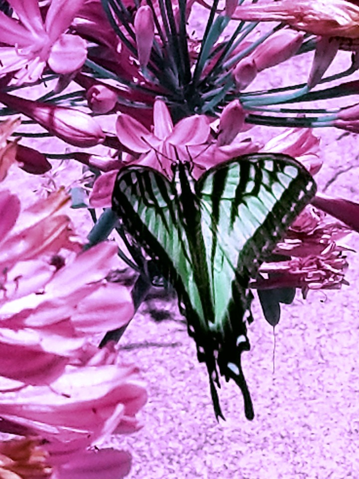 pink