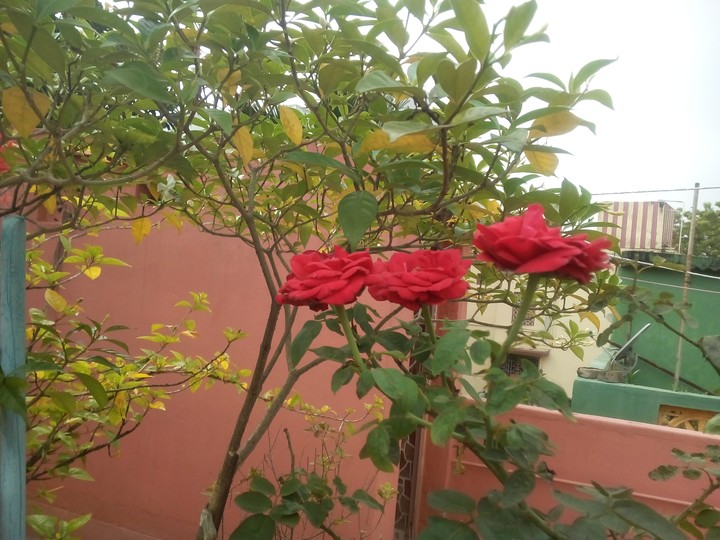 rose