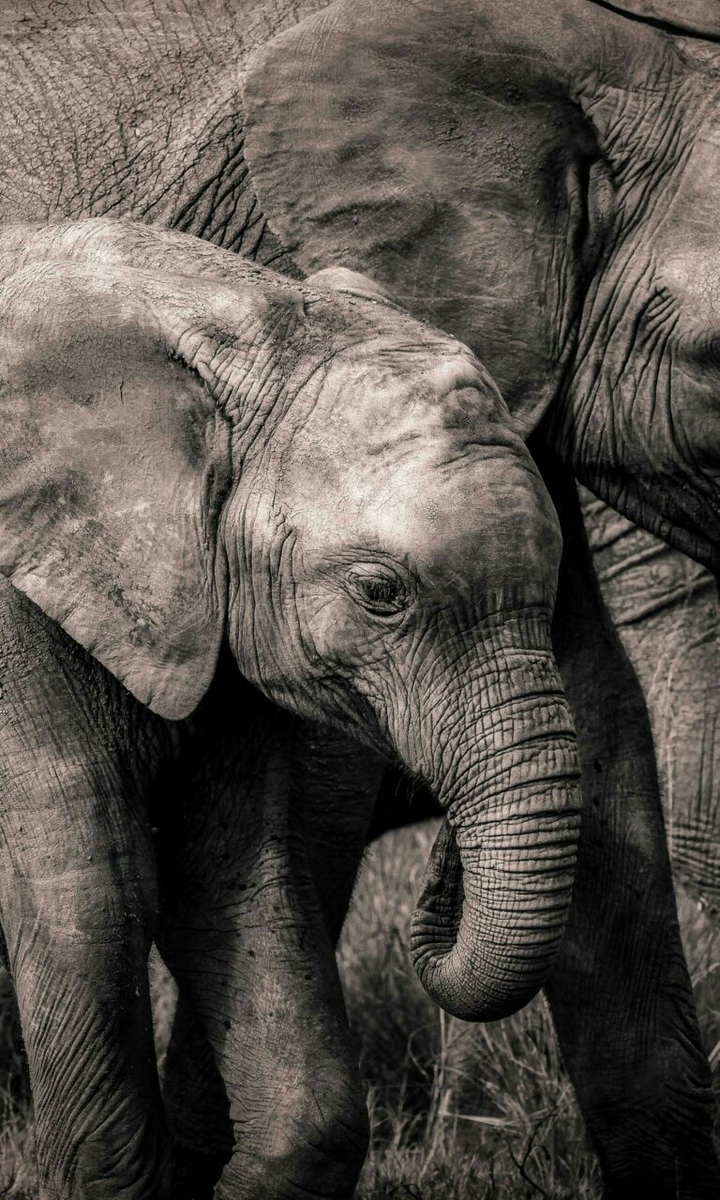 elephant