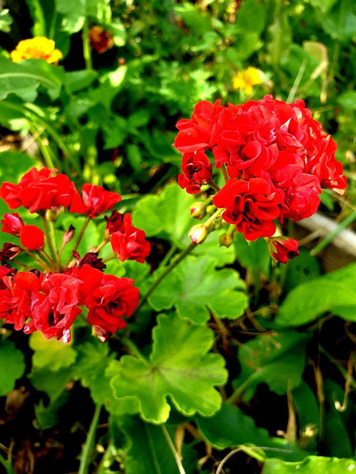 Dahlias