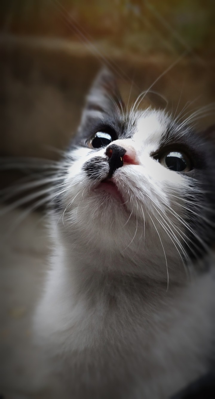 kitty