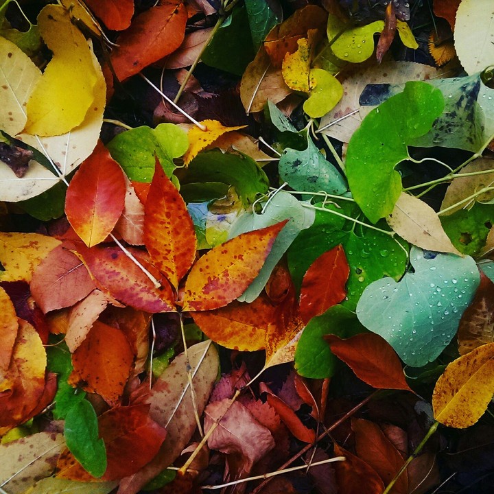 #Autumn#leaves#fall