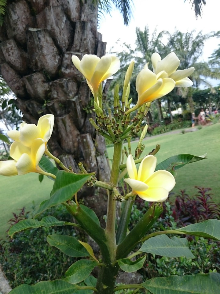 yellow flower