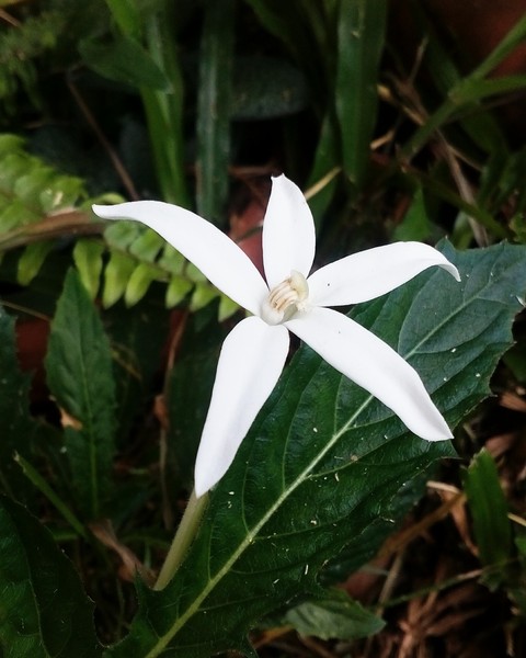 tiny flower