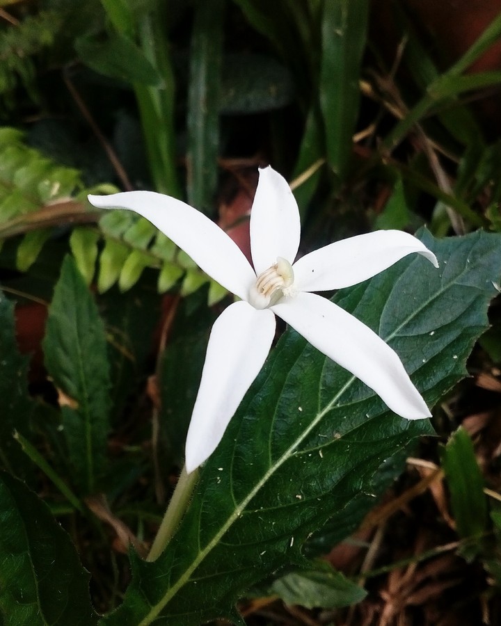 tiny flower