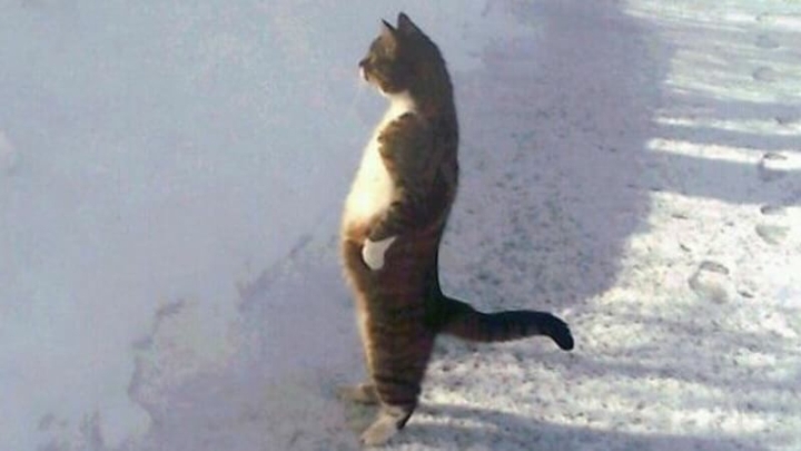 猫立ち続ける Keep on standing cats
