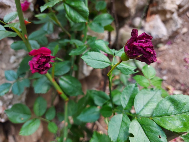 rose