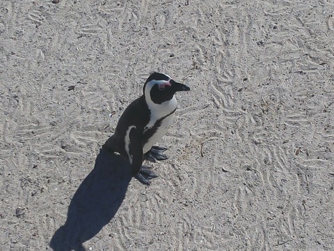 penguin