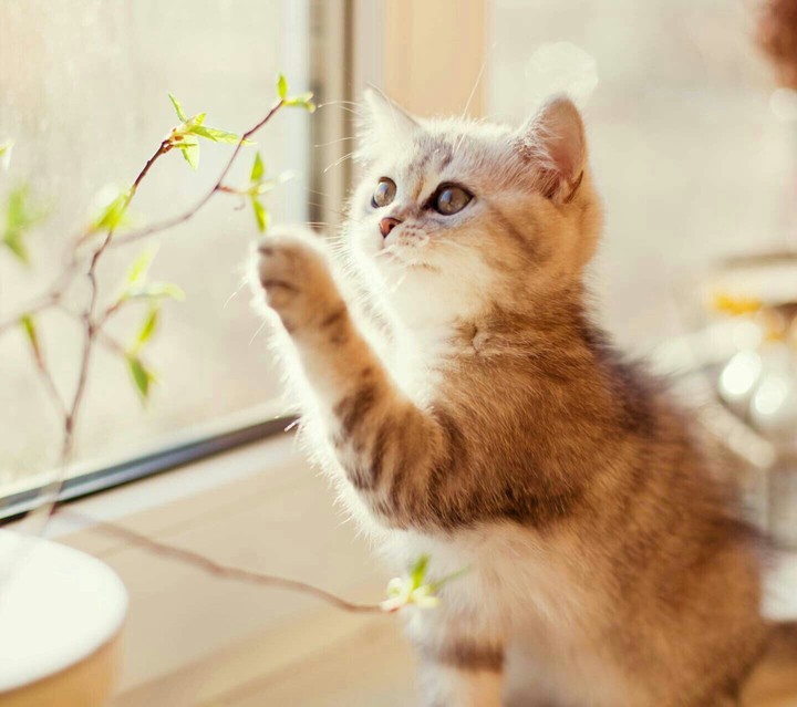 cat