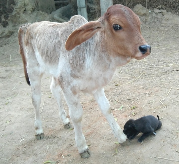 Puppy with a cow cab