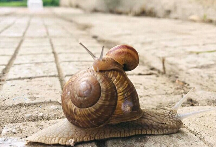 #snails
