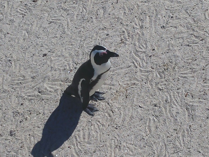 penguin