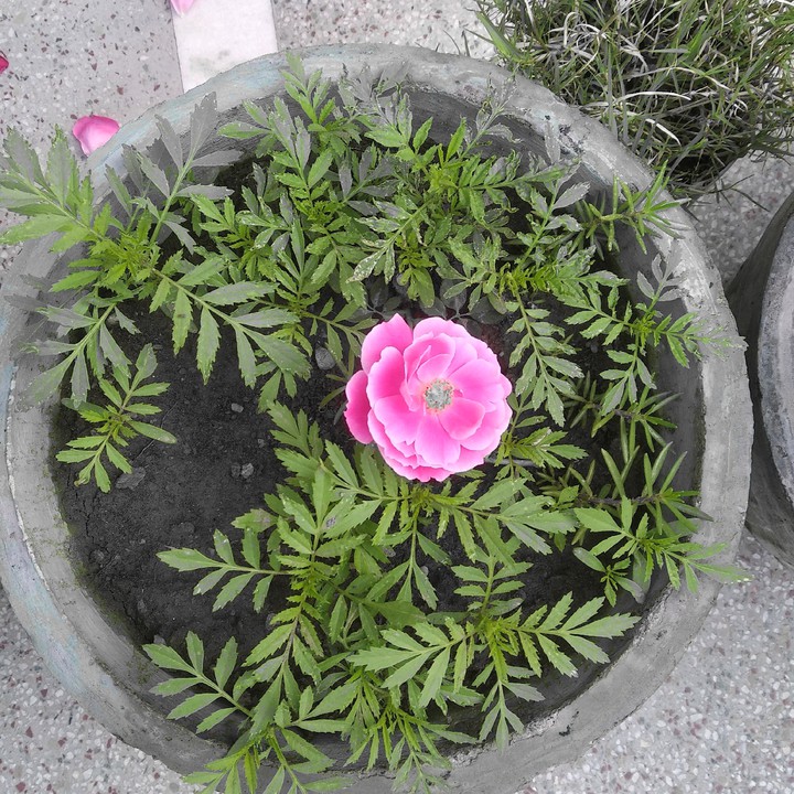 Rose