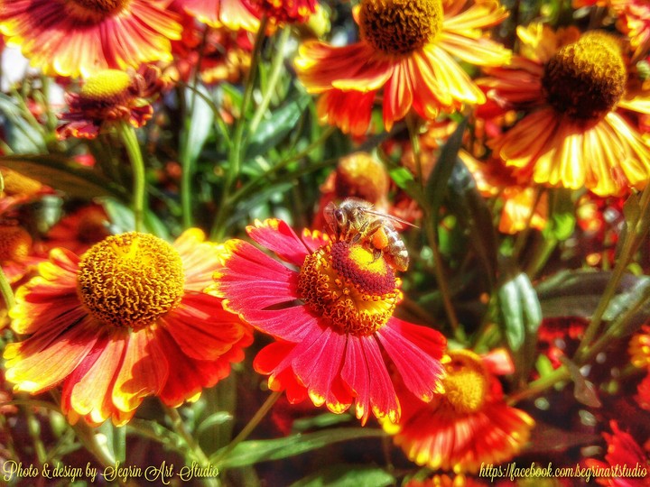 Bee on the flower -2
