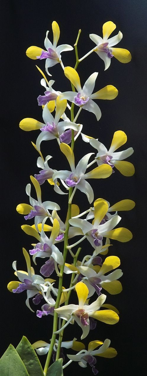 orchid