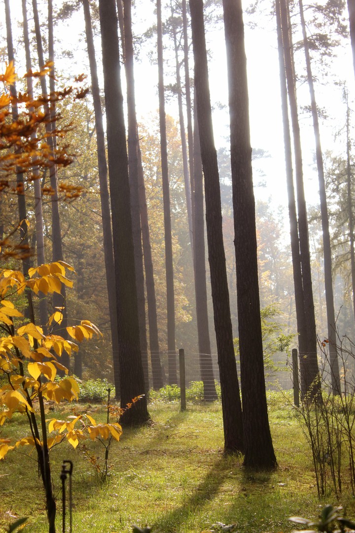 Mystery fog