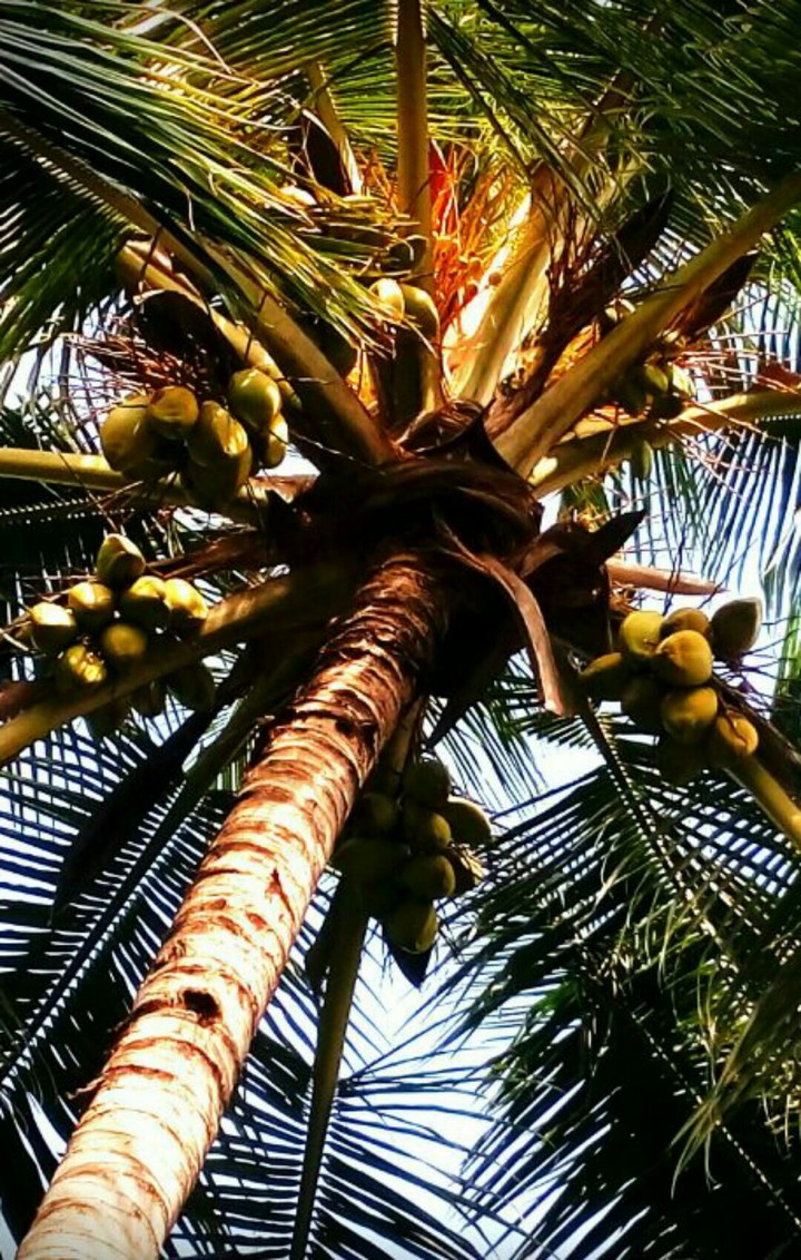 Tree casual shot