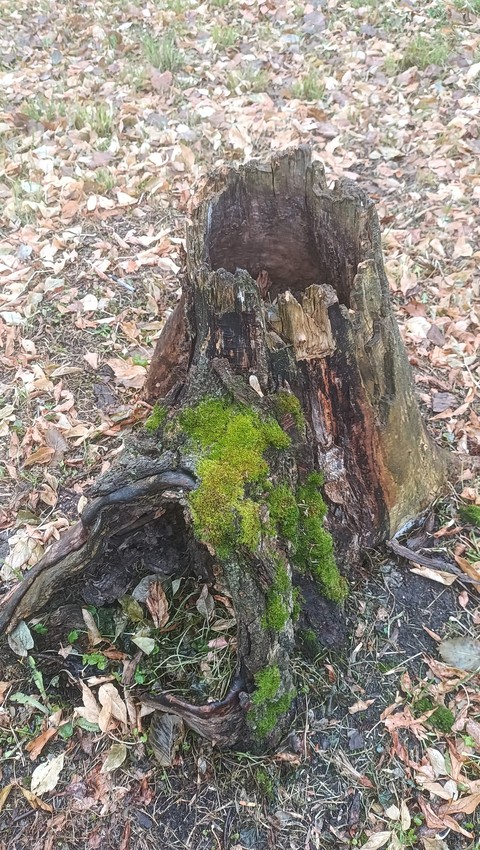 groundcover, trunk háttérképek